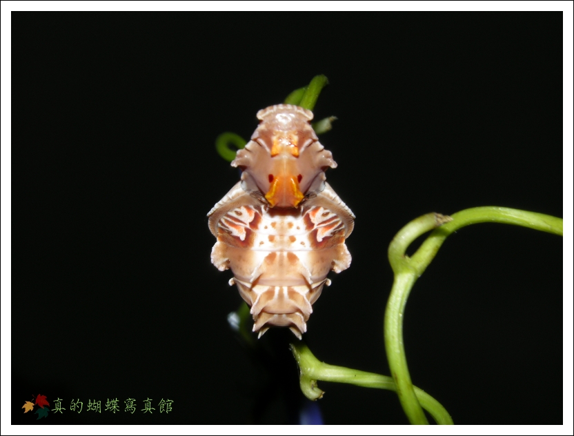 按此在新視窗瀏覽圖片