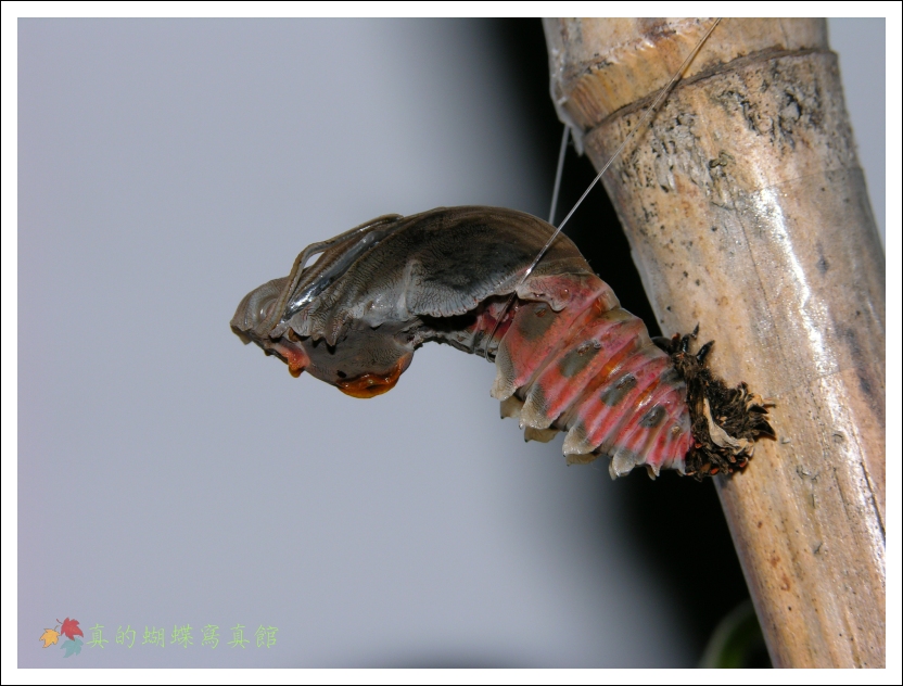 按此在新視窗瀏覽圖片