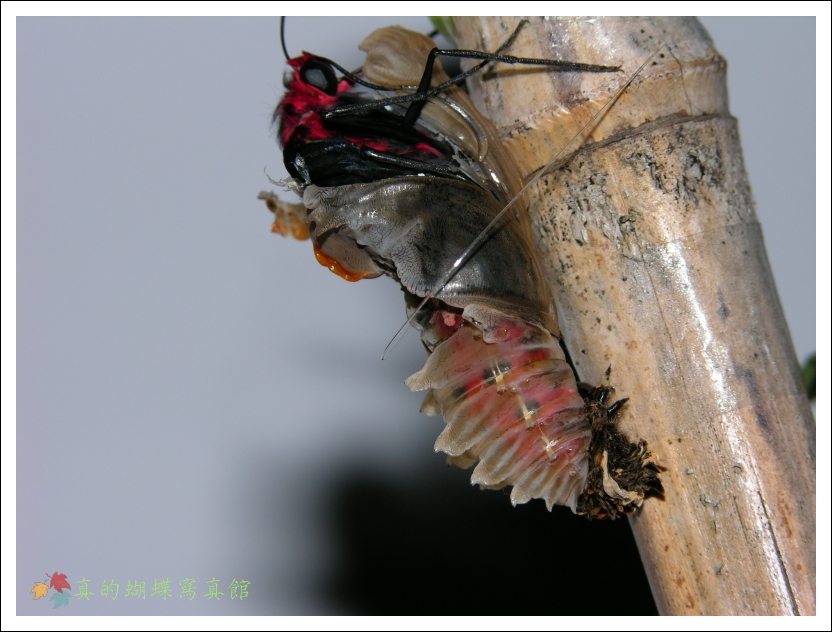 按此在新視窗瀏覽圖片