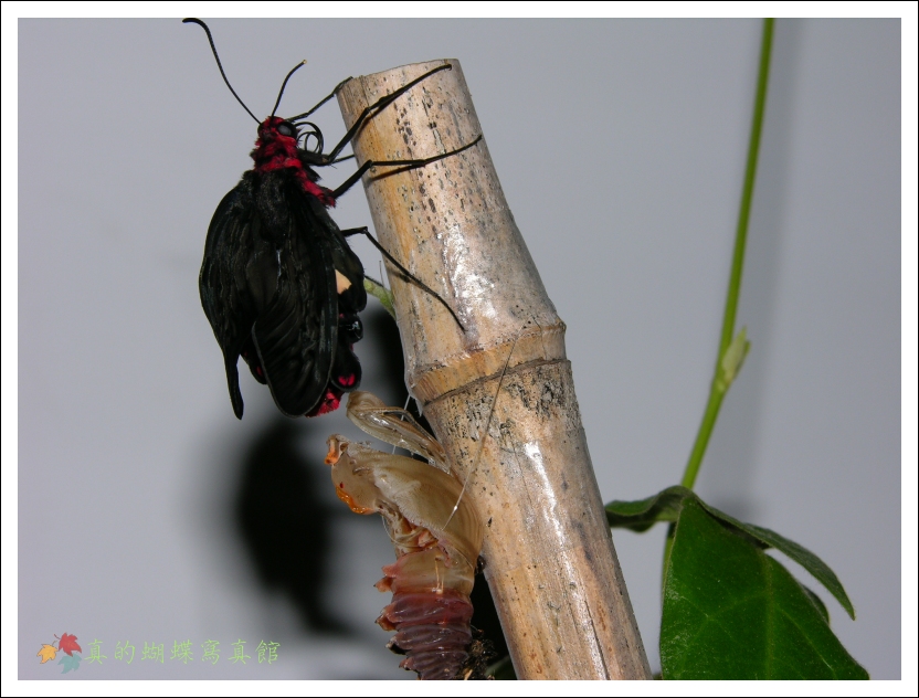 按此在新視窗瀏覽圖片