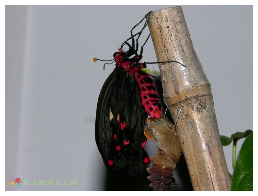 按此在新視窗瀏覽圖片