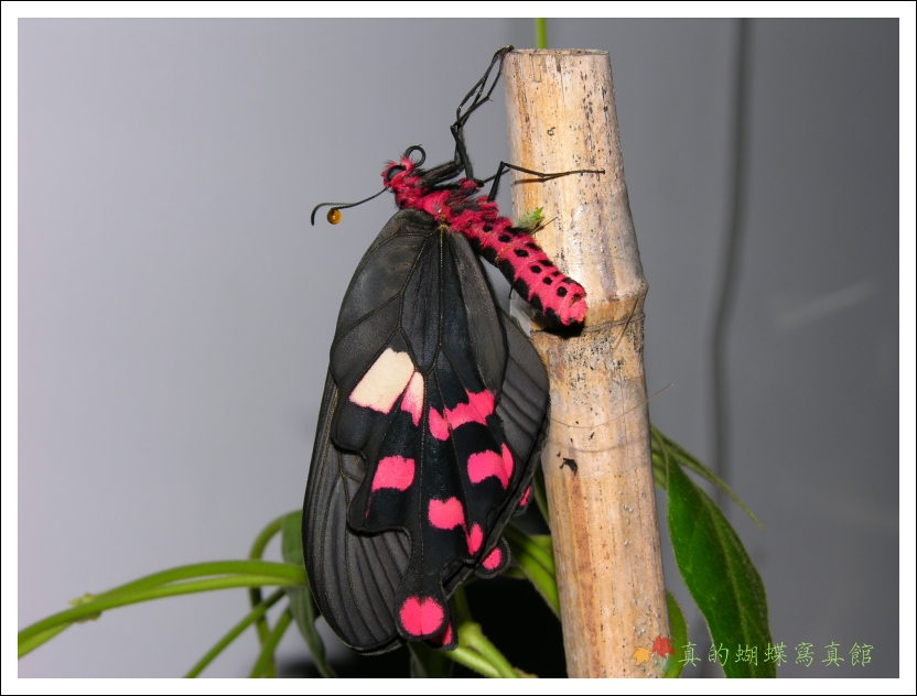 按此在新視窗瀏覽圖片