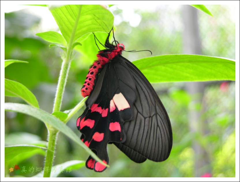 按此在新視窗瀏覽圖片