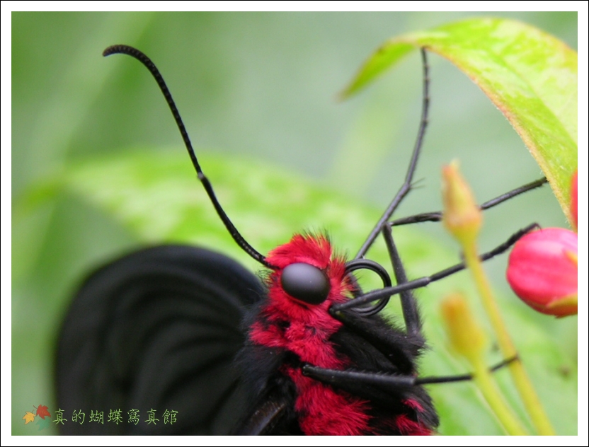 按此在新視窗瀏覽圖片