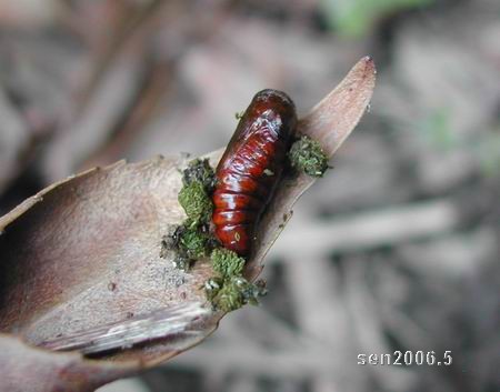 按此在新視窗瀏覽圖片
