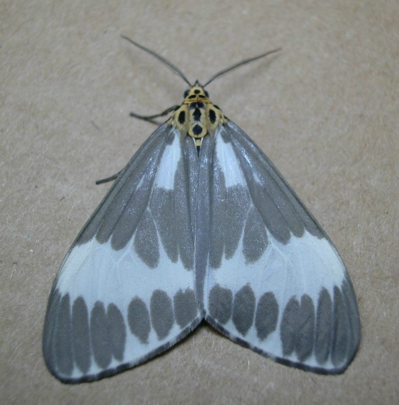 按此在新視窗瀏覽圖片