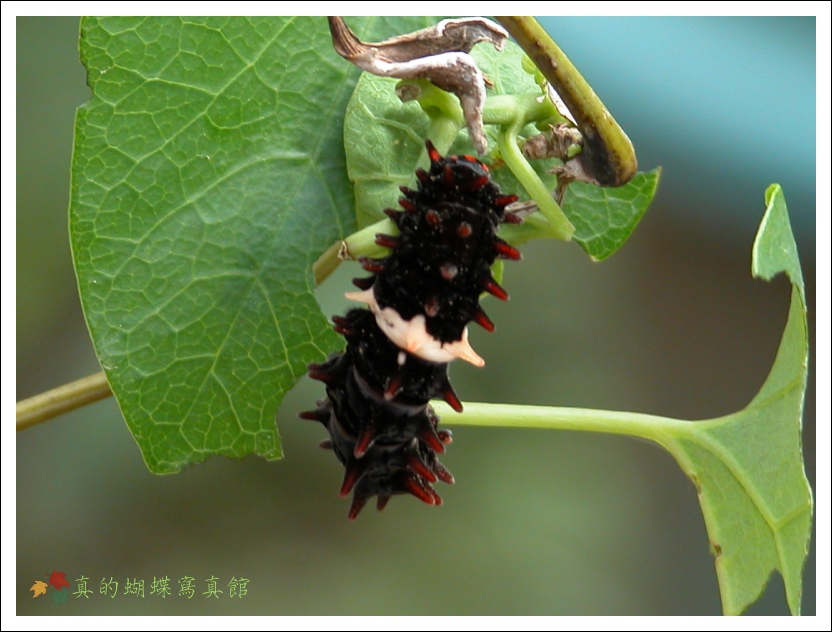 按此在新視窗瀏覽圖片