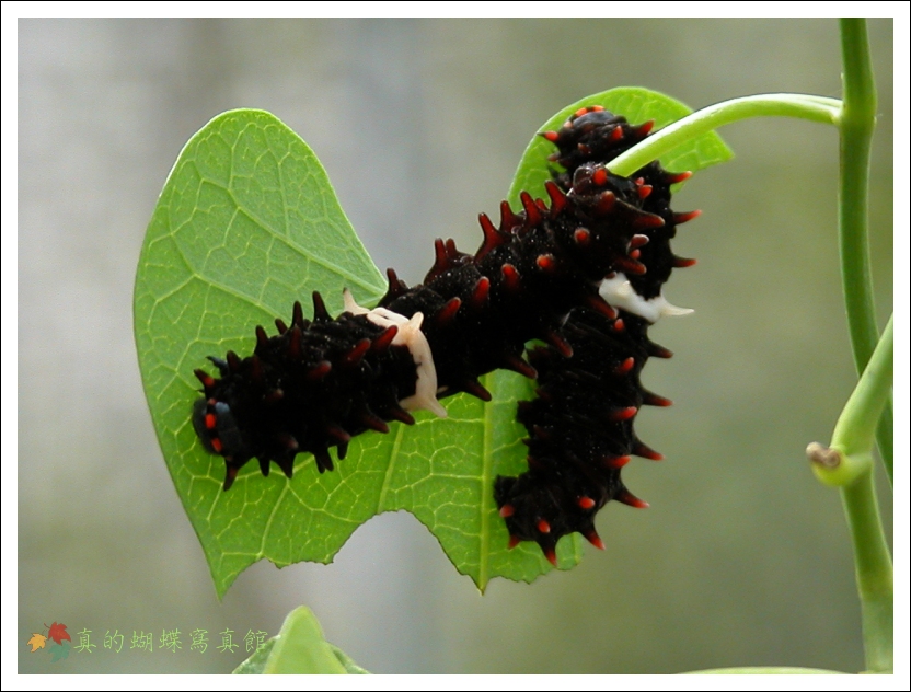 按此在新視窗瀏覽圖片
