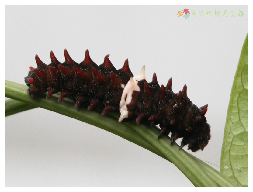 按此在新視窗瀏覽圖片