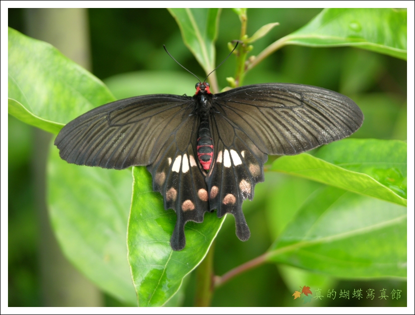 按此在新視窗瀏覽圖片