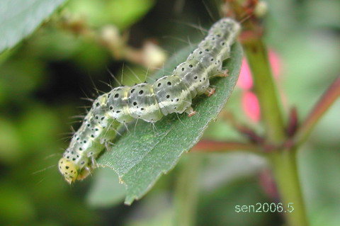 按此在新視窗瀏覽圖片