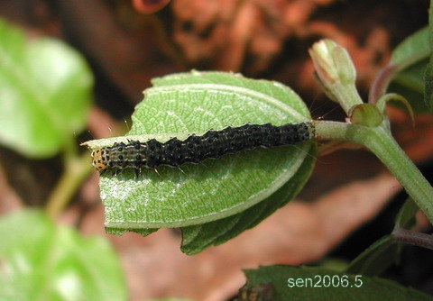 按此在新視窗瀏覽圖片