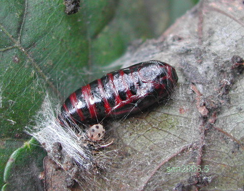 按此在新視窗瀏覽圖片