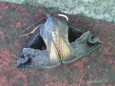 按此在新視窗瀏覽圖片