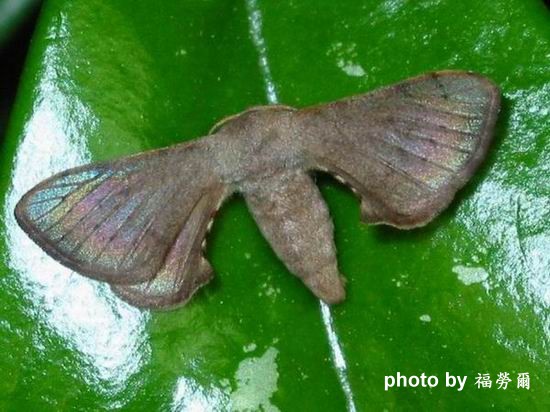 按此在新視窗瀏覽圖片