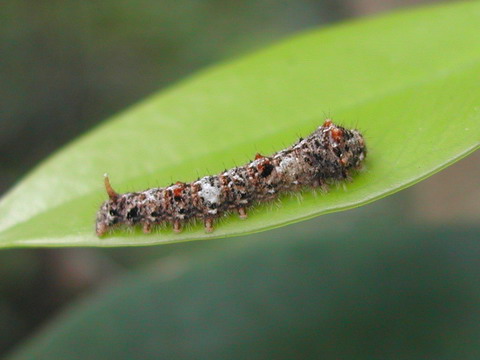 按此在新視窗瀏覽圖片