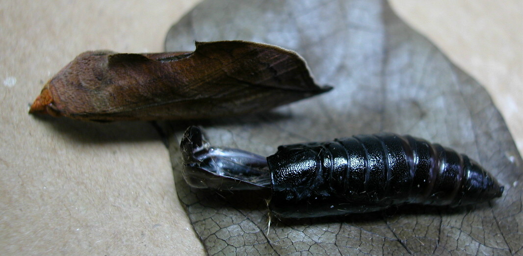 按此在新視窗瀏覽圖片