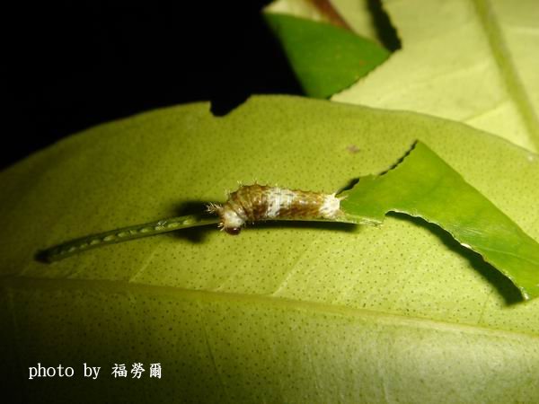 按此在新視窗瀏覽圖片