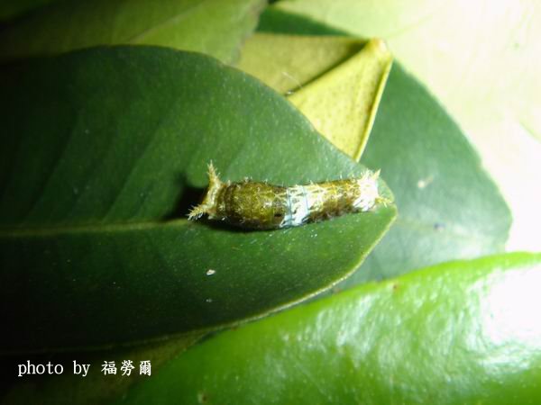 按此在新視窗瀏覽圖片