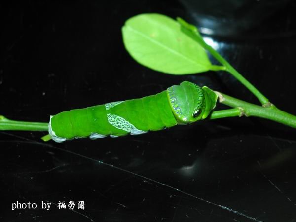 按此在新視窗瀏覽圖片