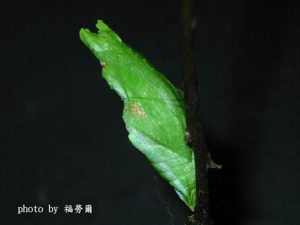 按此在新視窗瀏覽圖片