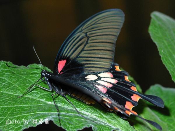 按此在新視窗瀏覽圖片