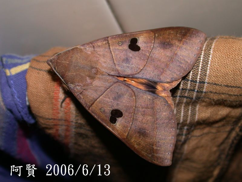 按此在新視窗瀏覽圖片