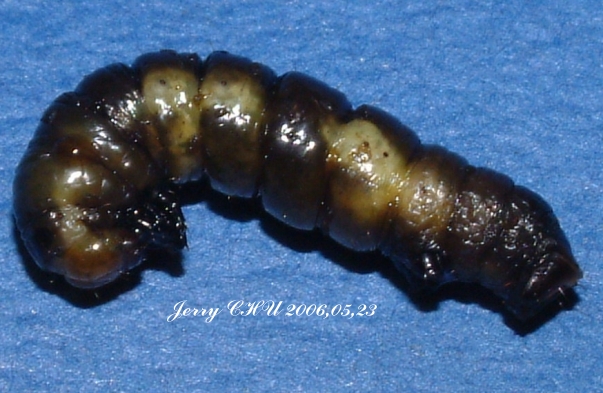 按此在新視窗瀏覽圖片