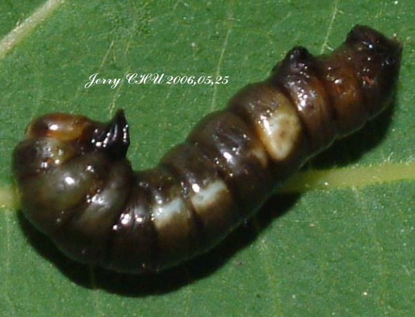 按此在新視窗瀏覽圖片