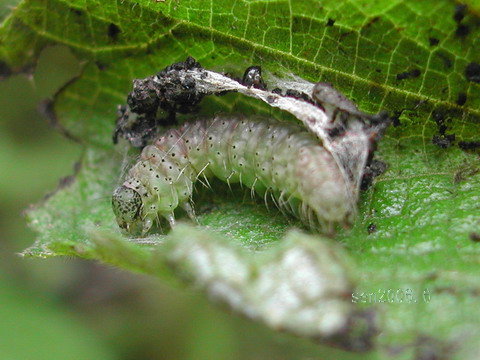 按此在新視窗瀏覽圖片