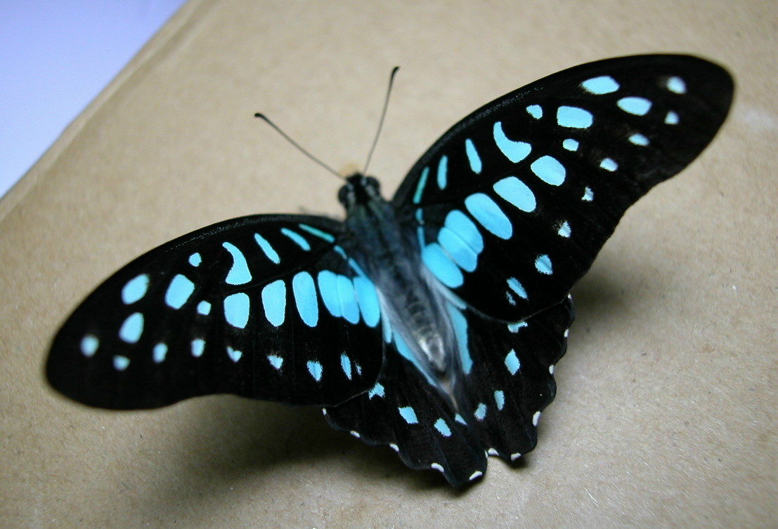 按此在新視窗瀏覽圖片