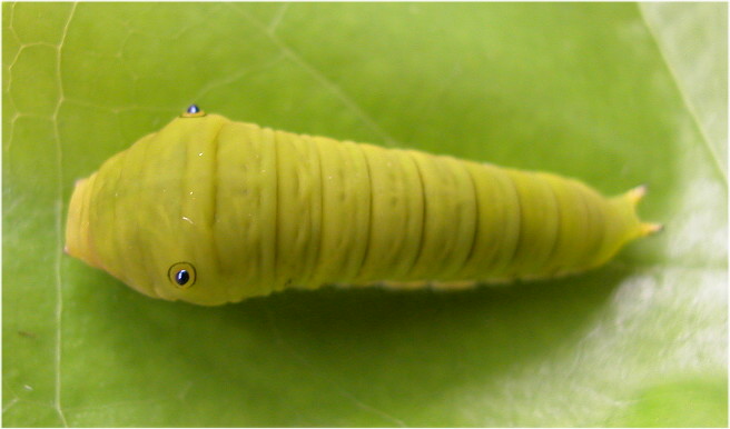 按此在新視窗瀏覽圖片