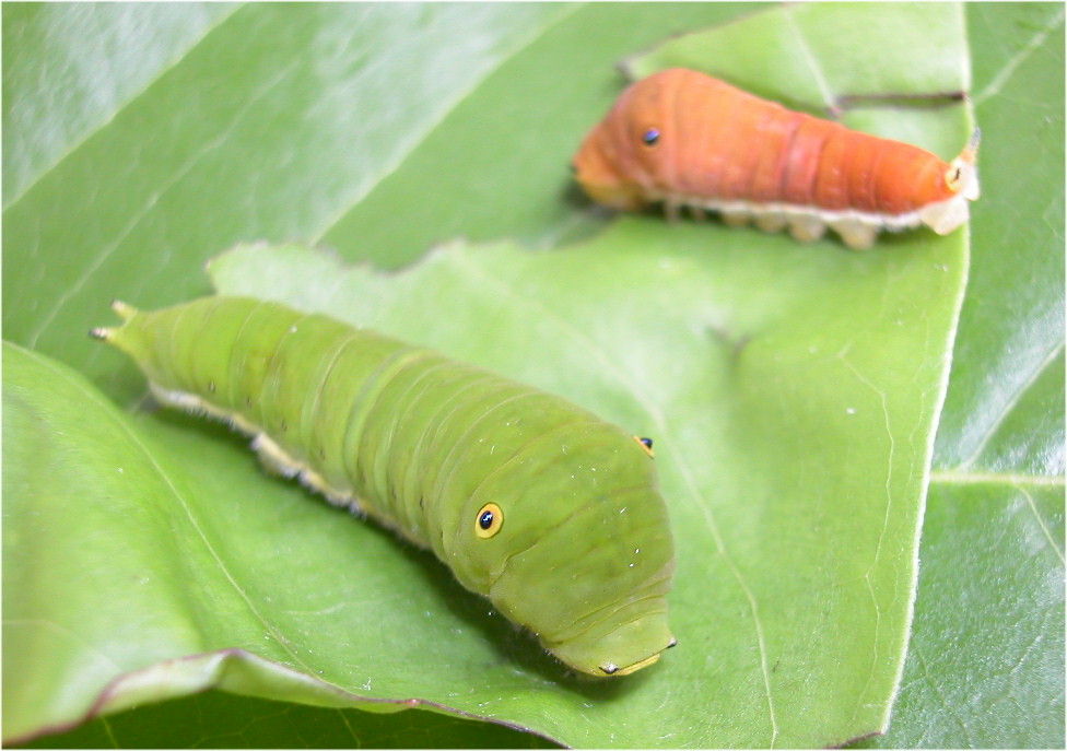 按此在新視窗瀏覽圖片