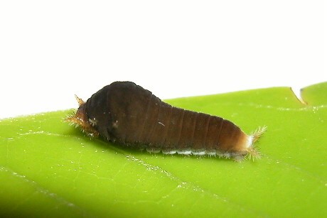 按此在新視窗瀏覽圖片