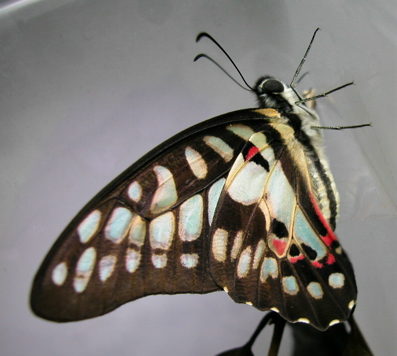 按此在新視窗瀏覽圖片