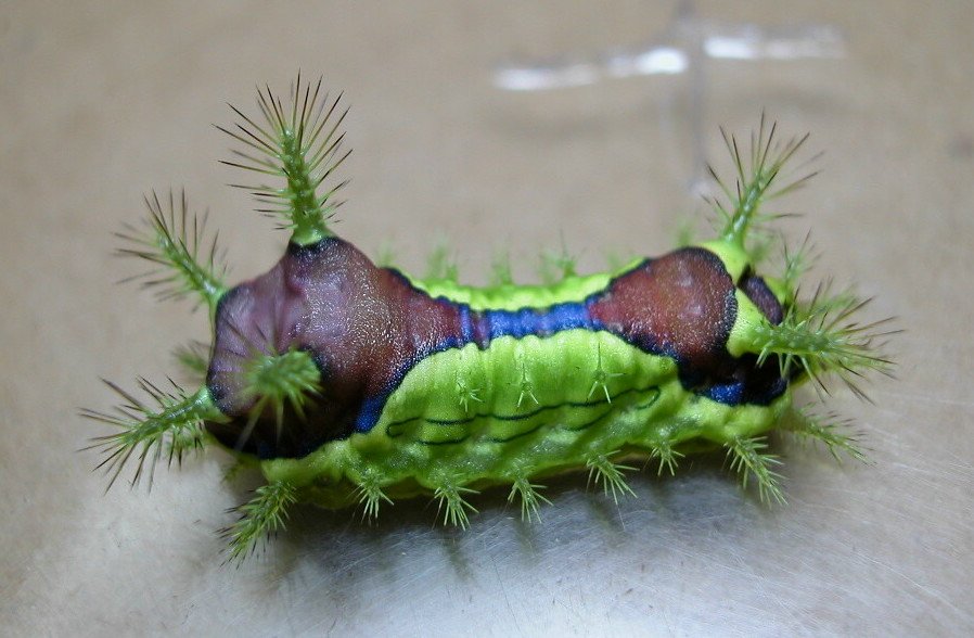 按此在新視窗瀏覽圖片