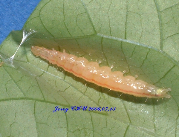 按此在新視窗瀏覽圖片