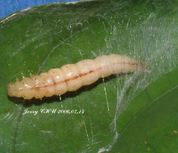 按此在新視窗瀏覽圖片