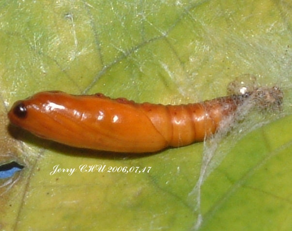 按此在新視窗瀏覽圖片