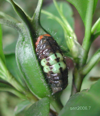 按此在新視窗瀏覽圖片