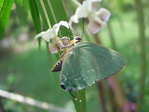 按此在新視窗瀏覽圖片