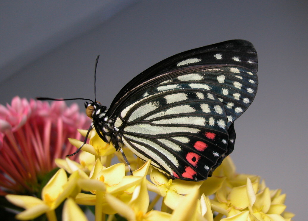 按此在新視窗瀏覽圖片