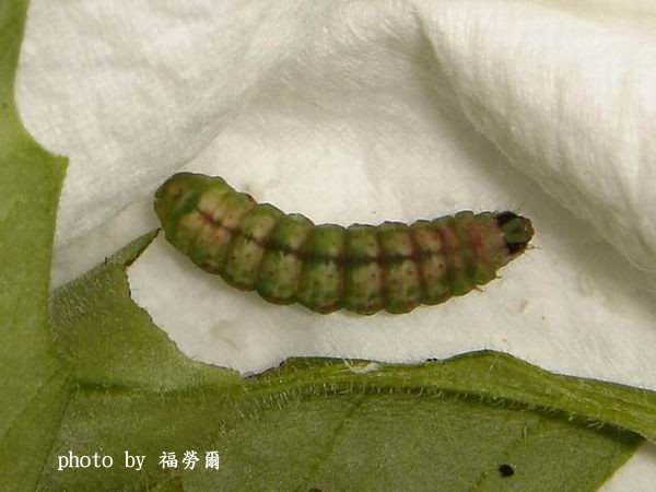 按此在新視窗瀏覽圖片