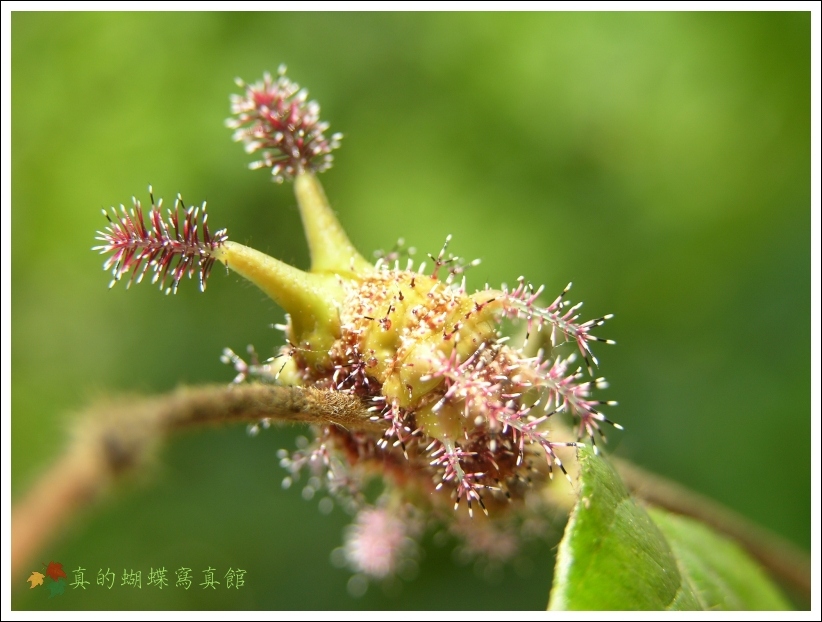 按此在新視窗瀏覽圖片