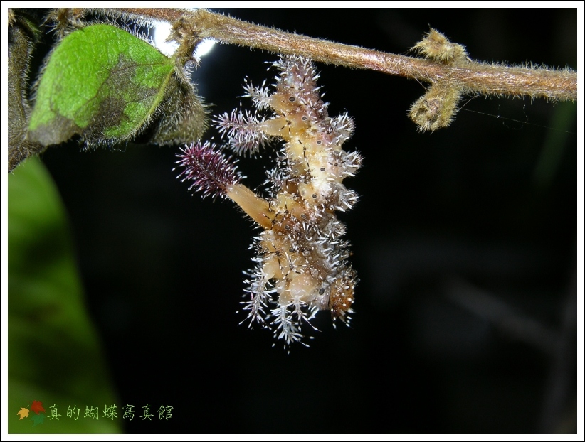 按此在新視窗瀏覽圖片