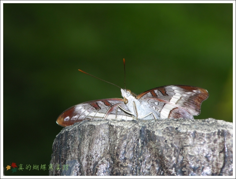 按此在新視窗瀏覽圖片
