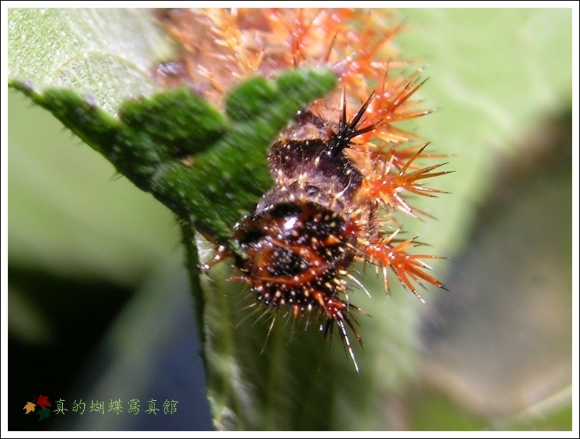 按此在新視窗瀏覽圖片