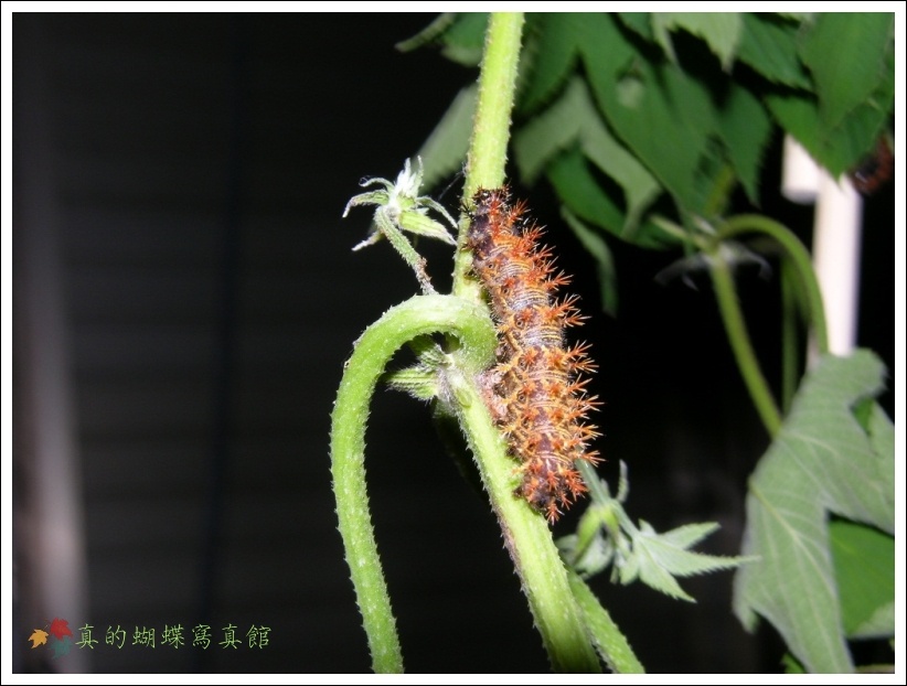 按此在新視窗瀏覽圖片