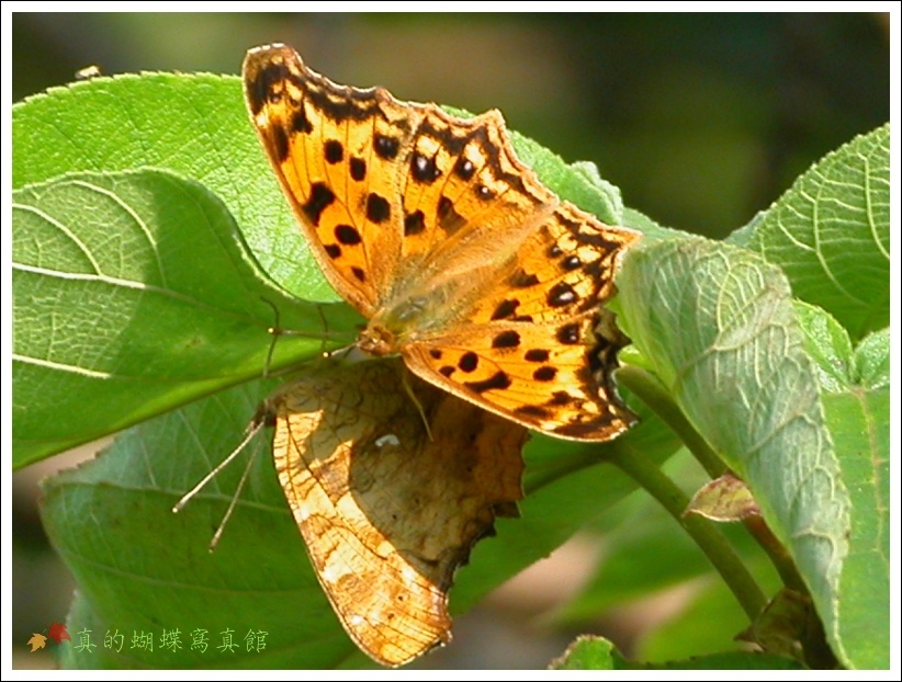 按此在新視窗瀏覽圖片