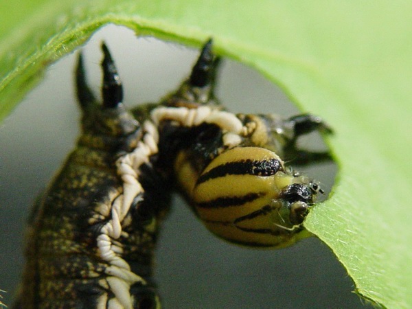 按此在新視窗瀏覽圖片